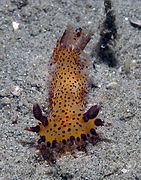 Polycera abei