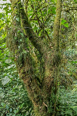 Tree in the Kibira forest, covered with algae Photograph: User: Ferdinand IF99