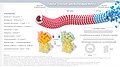 Infografica sui microtubuli