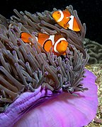 Amphiprion ocellaris en Heteractis magnifica.