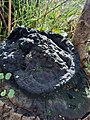 Ganoderma adspersum, Southern bracket, on willow stump