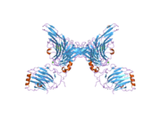 2c5d: STRUCTURE OF A MINIMAL GAS6-AXL COMPLEX