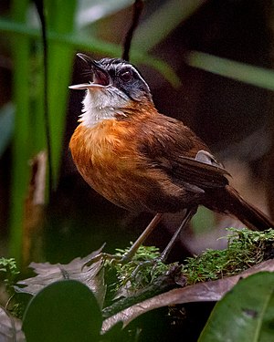 Black-capped babbler at Sebangau National Park. Photograph: Mankdhay rahman