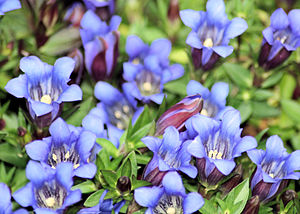 용담(Gentiana scabra)