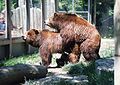 Ursus arctos (brown bear)