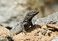 46 Gallotia galloti (Tenerife lizard)