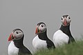 Atlantic puffins are very common and a part of the local cuisine: Faroese puffin