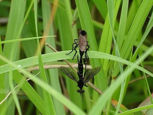 Insecte around the Pendjari complex in Benin Photograph: KOUAGOU Damien