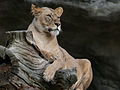 Female Lion in favourite viewing position