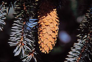 Picea pungens