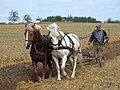 Labour par traction animale de la charrue