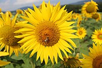 Tournesol près d'Agiez (Vaud)