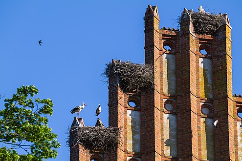 Stork nests on the roof of the Allenburg Church, Kaliningrad Oblast by Ted.ns