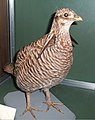 T.c. cupido - individu naturalisé, Musée de la Science (Boston)