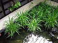 Rice plant