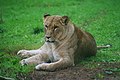 Lioness in the Rostock zoological garden