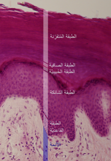 مخطط تشريحي يوضح طبقات البشرة