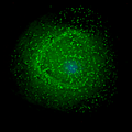 69 HIV on macrophage