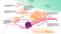 Il micro-RNA ha una funzione di regolazione