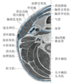 Section of the neck at about the level of the sixth cervical vertebra.