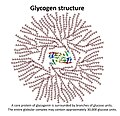 Struttura altamente ramificata del glicogeno; si accumula nel fegato e nei muscoli come riserva di glucosio negli animali