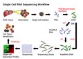 Hình 2: Sự khuếch đại cDNA rất nhanh trong cơ thể sống.