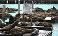 Sea Lions at Pier 39