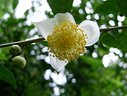 Flos Camelliae sinensis