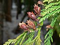 Shoot with mature seed cones