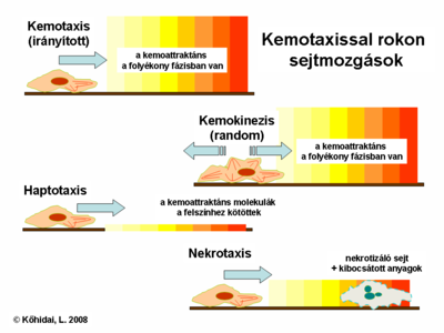 Chemotaxis related migratory responses