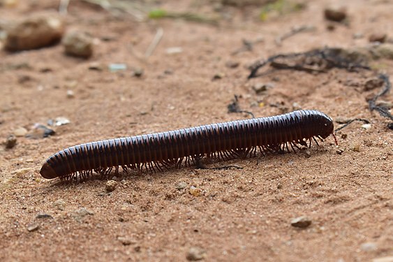 Diplopoda rampante at Abomey-calavi in Benin Photograph: Jaures Codjo