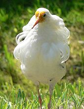 A satellite male seen from the front, showing white underparts and a white ruff