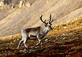 Svalbard'da bir ren geyiği