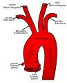 Aorta