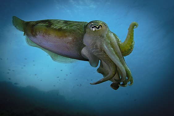 The Cuttle Fish. Photograph: Veronica Busuttil