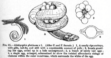 Ichthyophis glutinosus