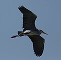 Airone cenerino in volo - Lago di Alviano