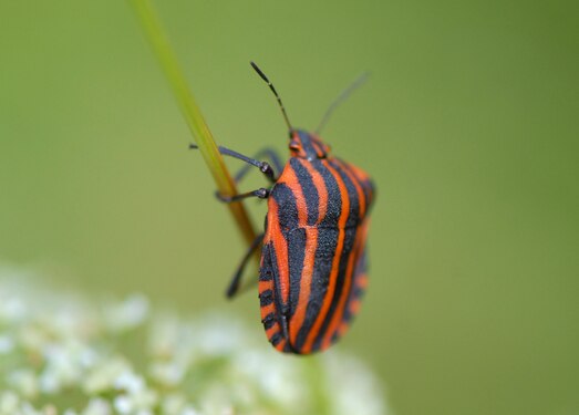 Black and red shield bug. Photograph: Björn Söderlund