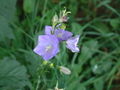 Campanula persicifolia