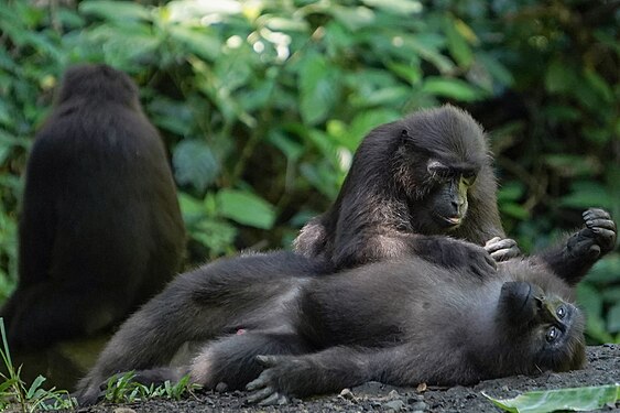 Moor macaque at Bantimurung-Bulusaraung National Park. Description. Photograph: Alampapoto