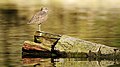 39 Actitis hypoleucos (Common sandpiper)