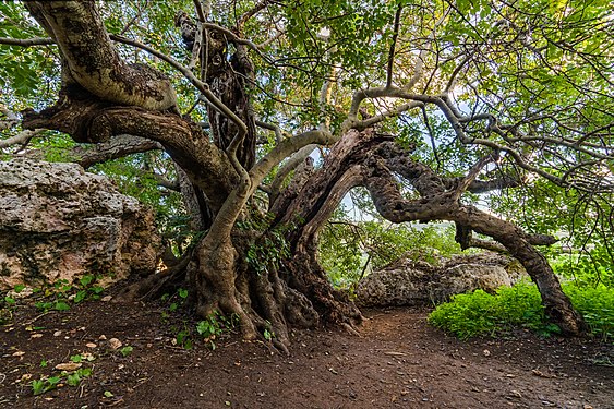 1000-year old Carob (Ceratonia_siliqua) on Xemxija Trail in Malta. Photograph: Bjorn Spiteri