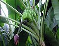 Banana plant