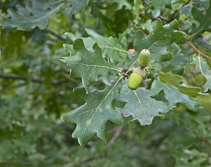 Q. robur leaves and acorns