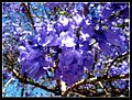 Jacaranda flowers