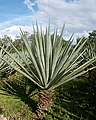 Agave sisalana (sisal)