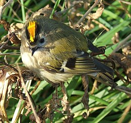 Sárgafejű királykák (Regulus regulus)