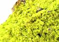 Autunite (minerai [phosphate d'uranium et de calcium] dont la localité-type est Autun) 3