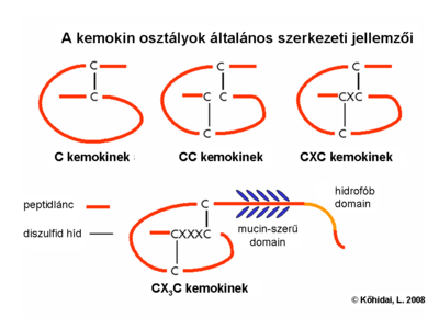 Structure of chemokine classes