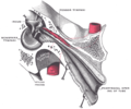 Auditory tube, laid open by a cut in its long axis